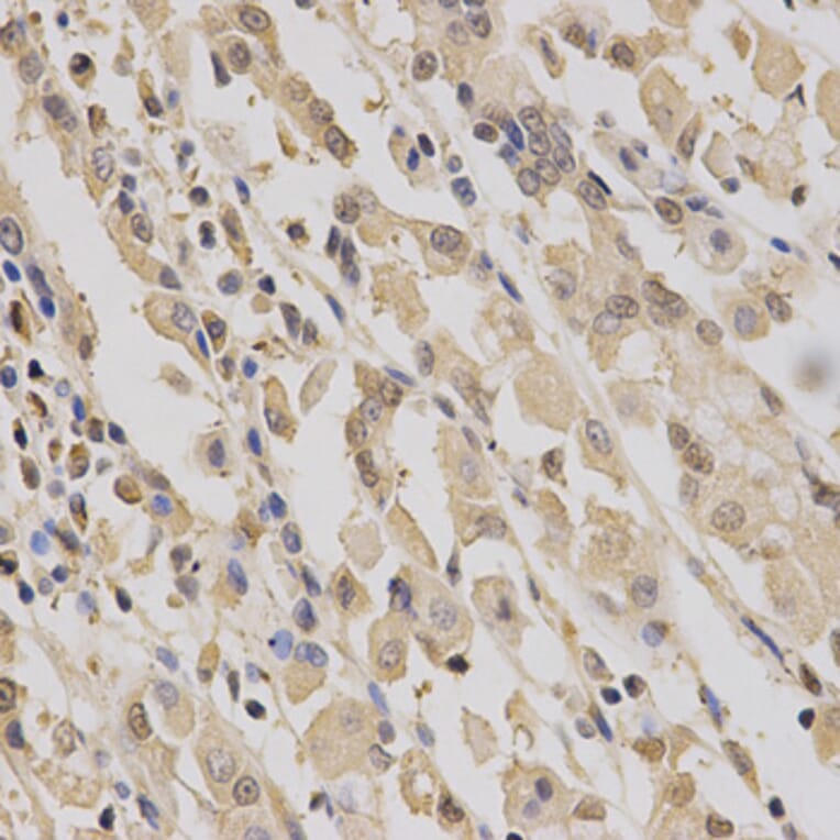 Anti-PPA1 Antibody from Bioworld Technology (BS6699) - Antibodies.com