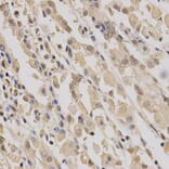 Anti-PPA1 Antibody from Bioworld Technology (BS6699) - Antibodies.com