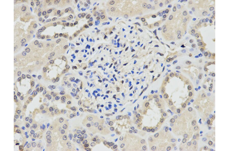 Anti-PPP1CA Antibody from Bioworld Technology (BS6702) - Antibodies.com