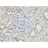 Anti-PPP1CA Antibody from Bioworld Technology (BS6702) - Antibodies.com
