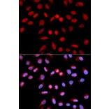 Anti-PPP1CA Antibody from Bioworld Technology (BS6702) - Antibodies.com