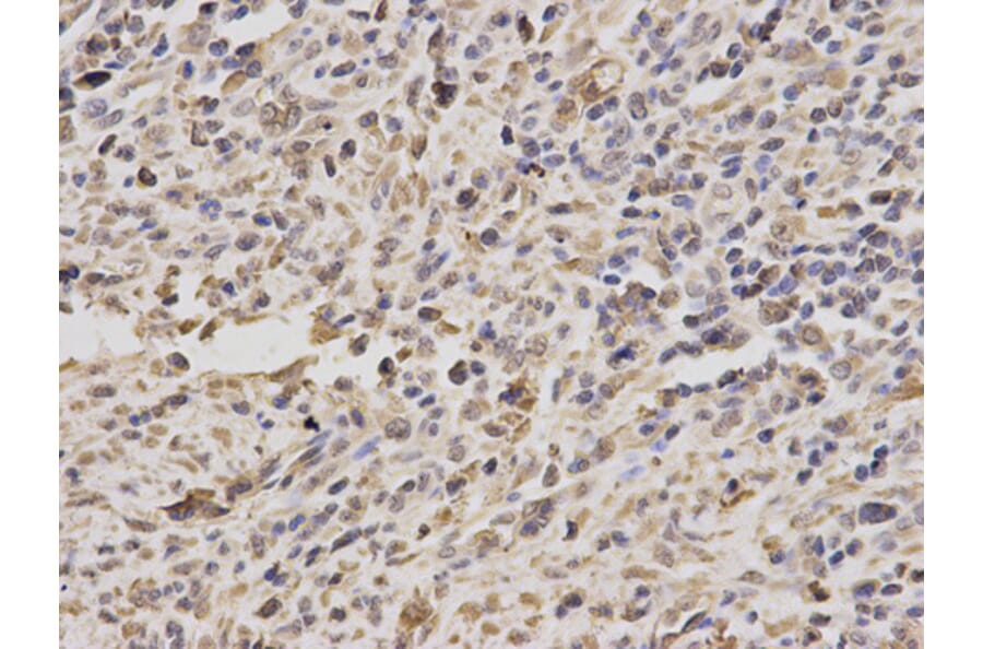 Anti-PPP4C Antibody from Bioworld Technology (BS6703) - Antibodies.com