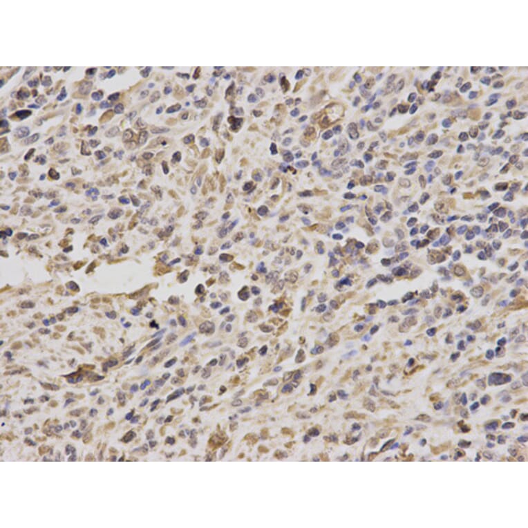 Anti-PPP4C Antibody from Bioworld Technology (BS6703) - Antibodies.com