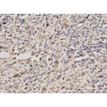 Anti-PPP4C Antibody from Bioworld Technology (BS6703) - Antibodies.com