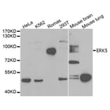 Anti-ERK5 Antibody from Bioworld Technology (BS6705) - Antibodies.com