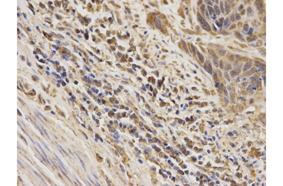 Anti-ERK5 Antibody from Bioworld Technology (BS6705) - Antibodies.com