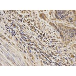Anti-ERK5 Antibody from Bioworld Technology (BS6705) - Antibodies.com