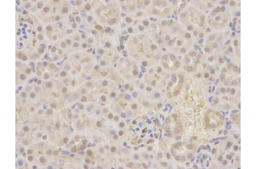 Anti-MKK7/MAP2K7 Antibody from Bioworld Technology (BS6707) - Antibodies.com