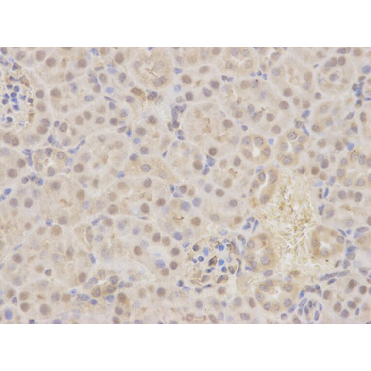 Anti-MKK7/MAP2K7 Antibody from Bioworld Technology (BS6707) - Antibodies.com