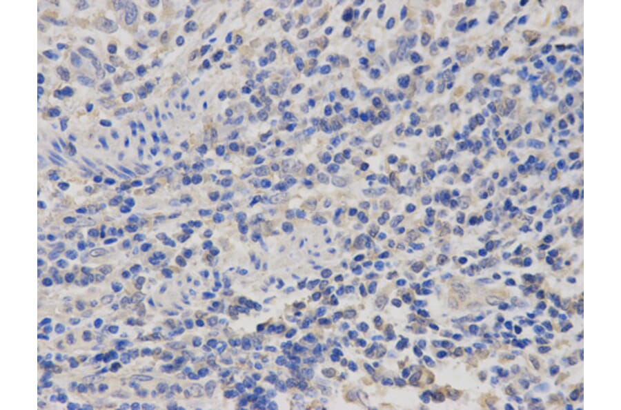 Anti-PRL Antibody from Bioworld Technology (BS6708) - Antibodies.com