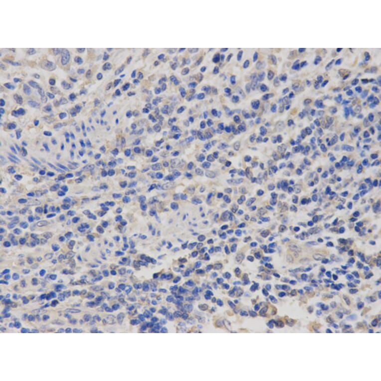 Anti-PRL Antibody from Bioworld Technology (BS6708) - Antibodies.com