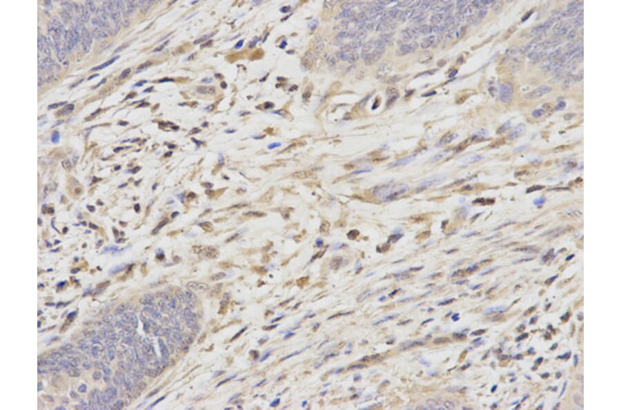 Anti-PSMA6 Antibody from Bioworld Technology (BS6712) - Antibodies.com