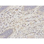 Anti-PSMA6 Antibody from Bioworld Technology (BS6712) - Antibodies.com