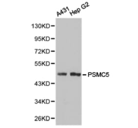 Anti-PSMC5 Antibody from Bioworld Technology (BS6713) - Antibodies.com