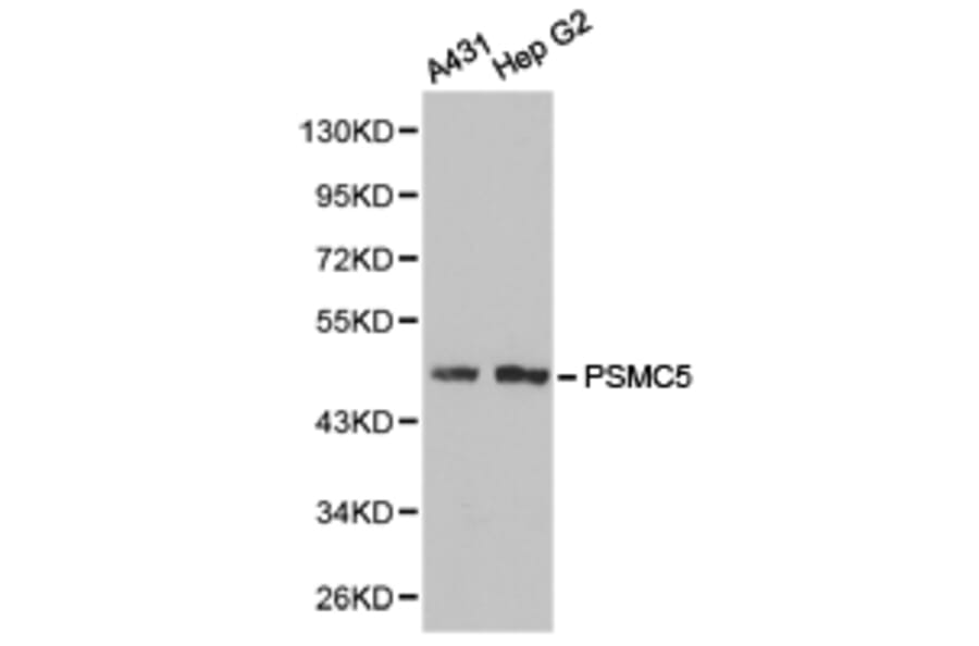 Anti-PSMC5 Antibody from Bioworld Technology (BS6713) - Antibodies.com
