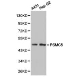 Anti-PSMC5 Antibody from Bioworld Technology (BS6713) - Antibodies.com