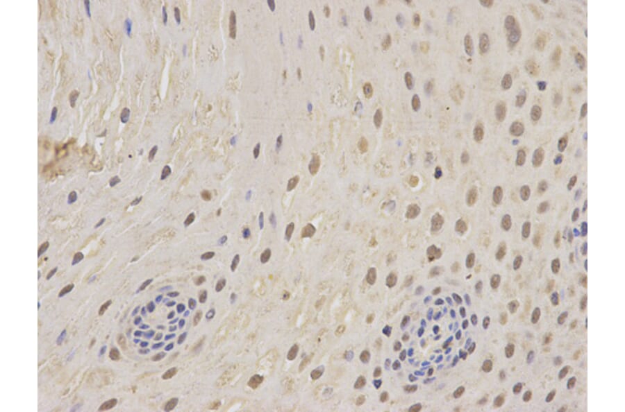 Anti-PSMC5 Antibody from Bioworld Technology (BS6713) - Antibodies.com