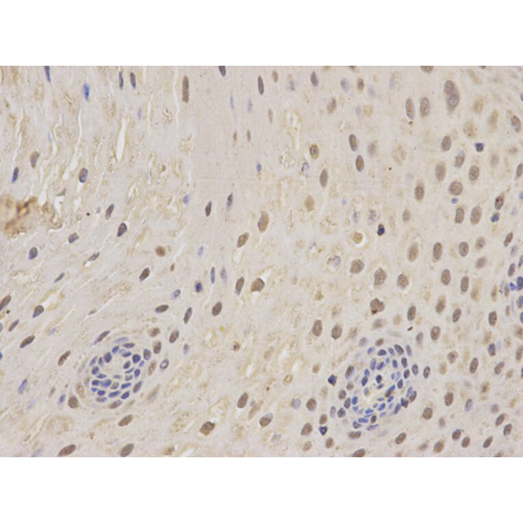 Anti-PSMC5 Antibody from Bioworld Technology (BS6713) - Antibodies.com