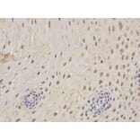 Anti-PSMC5 Antibody from Bioworld Technology (BS6713) - Antibodies.com