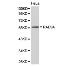Anti-RAD9A Antibody from Bioworld Technology (BS6718) - Antibodies.com