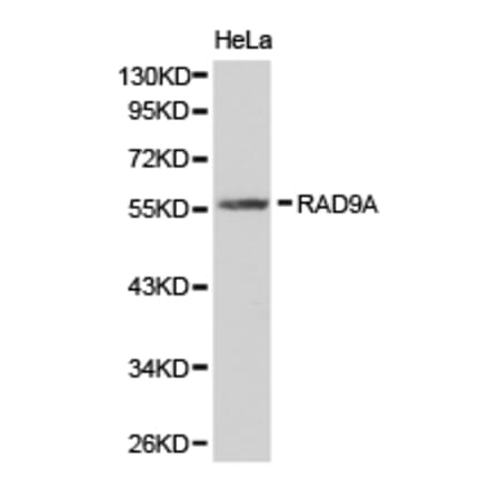 Anti-RAD9A Antibody from Bioworld Technology (BS6718) - Antibodies.com