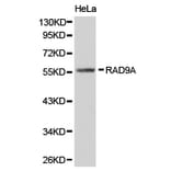 Anti-RAD9A Antibody from Bioworld Technology (BS6718) - Antibodies.com