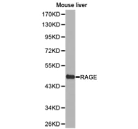 Anti-RAGE Antibody from Bioworld Technology (BS6719) - Antibodies.com