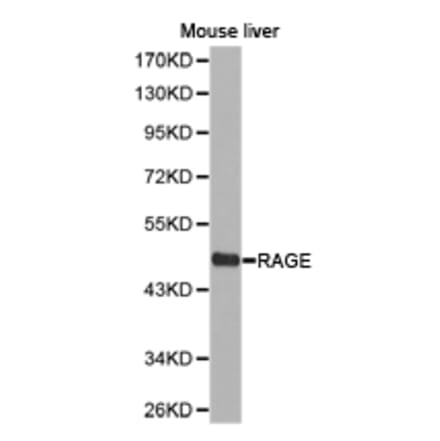 Anti-RAGE Antibody from Bioworld Technology (BS6719) - Antibodies.com