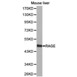Anti-RAGE Antibody from Bioworld Technology (BS6719) - Antibodies.com