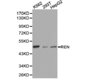 Anti-Renin Antibody from Bioworld Technology (BS6722) - Antibodies.com