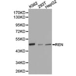 Anti-Renin Antibody from Bioworld Technology (BS6722) - Antibodies.com