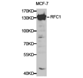 Anti-RFC1 Antibody from Bioworld Technology (BS6723) - Antibodies.com