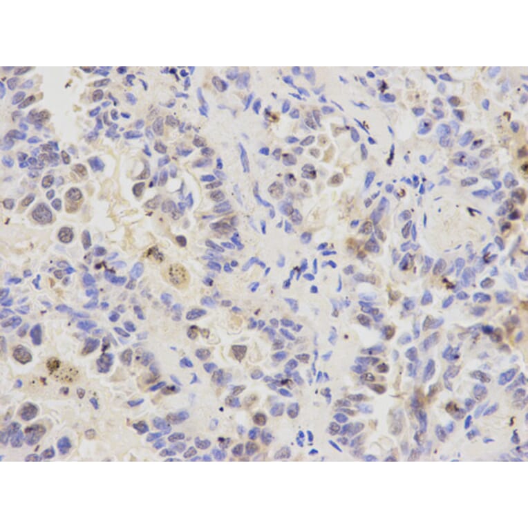 Anti-RFC1 Antibody from Bioworld Technology (BS6723) - Antibodies.com