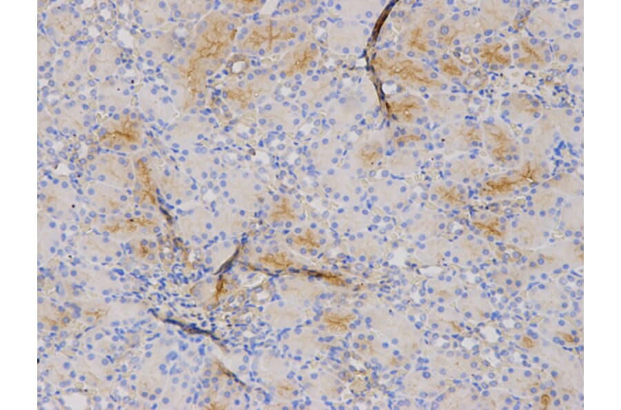 Anti-MRP8 Antibody from Bioworld Technology (BS6726) - Antibodies.com