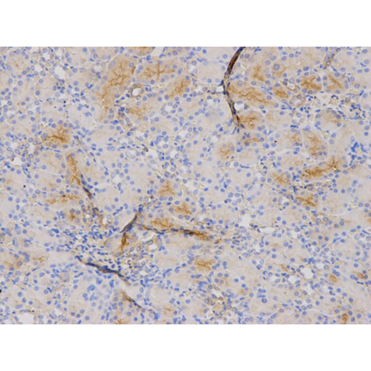Anti-MRP8 Antibody from Bioworld Technology (BS6726) - Antibodies.com