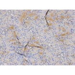 Anti-MRP8 Antibody from Bioworld Technology (BS6726) - Antibodies.com