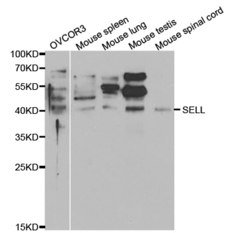 Anti-SELL Antibody from Bioworld Technology (BS6731) - Antibodies.com