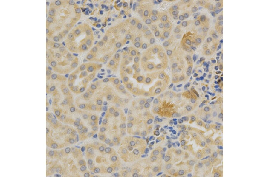 Anti-SELL Antibody from Bioworld Technology (BS6731) - Antibodies.com