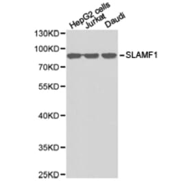 Anti-SLAMF1 Antibody from Bioworld Technology (BS6732) - Antibodies.com