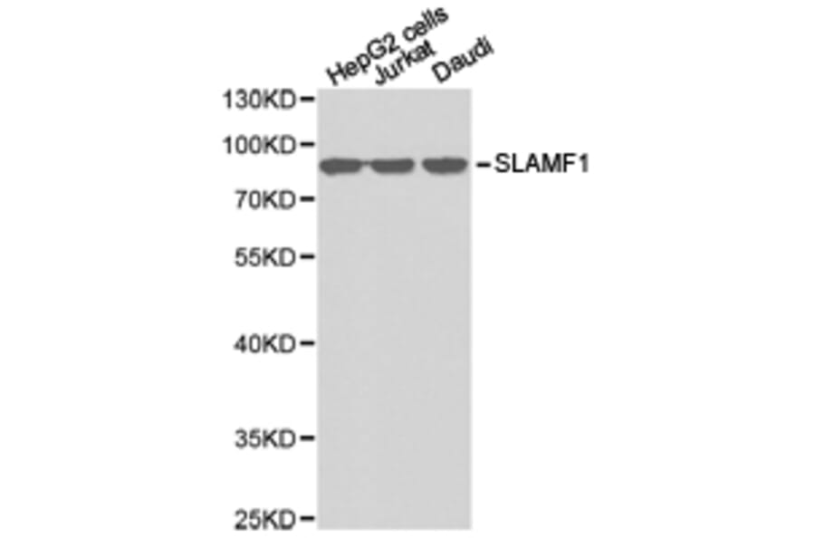 Anti-SLAMF1 Antibody from Bioworld Technology (BS6732) - Antibodies.com