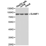 Anti-SLAMF1 Antibody from Bioworld Technology (BS6732) - Antibodies.com