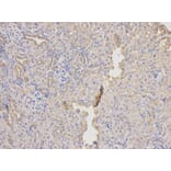 Anti-SOD2 Antibody from Bioworld Technology (BS6734) - Antibodies.com