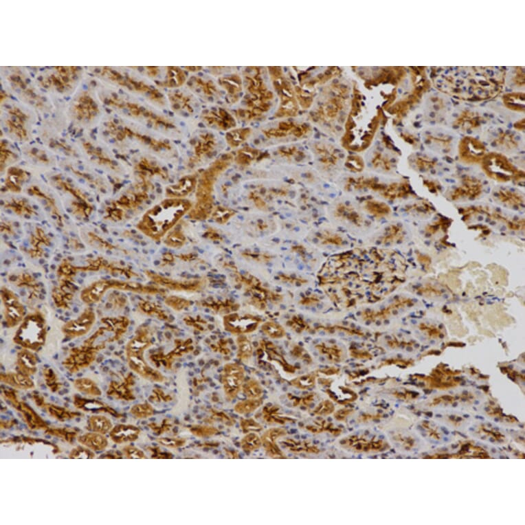 Anti-SPARC Antibody from Bioworld Technology (BS6738) - Antibodies.com