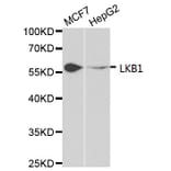 Anti-LKB1 Antibody from Bioworld Technology (BS6740) - Antibodies.com