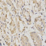 Anti-LKB1 Antibody from Bioworld Technology (BS6740) - Antibodies.com