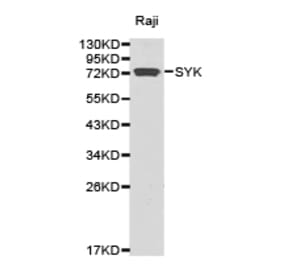 Anti-Syk Antibody from Bioworld Technology (BS6742) - Antibodies.com