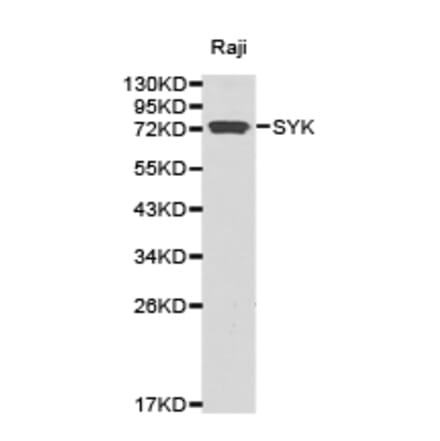 Anti-Syk Antibody from Bioworld Technology (BS6742) - Antibodies.com