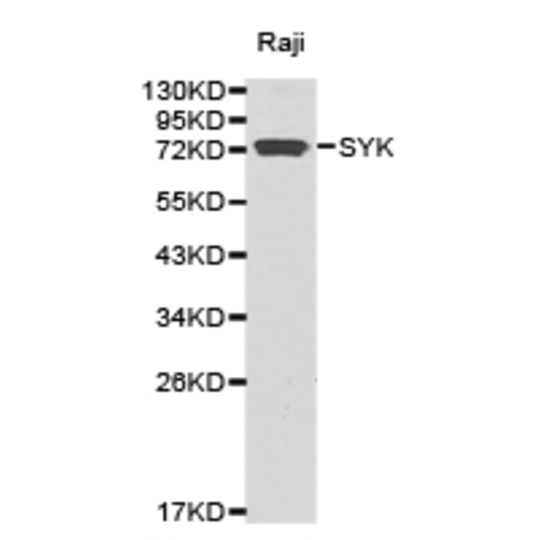 Anti-Syk Antibody from Bioworld Technology (BS6742) - Antibodies.com