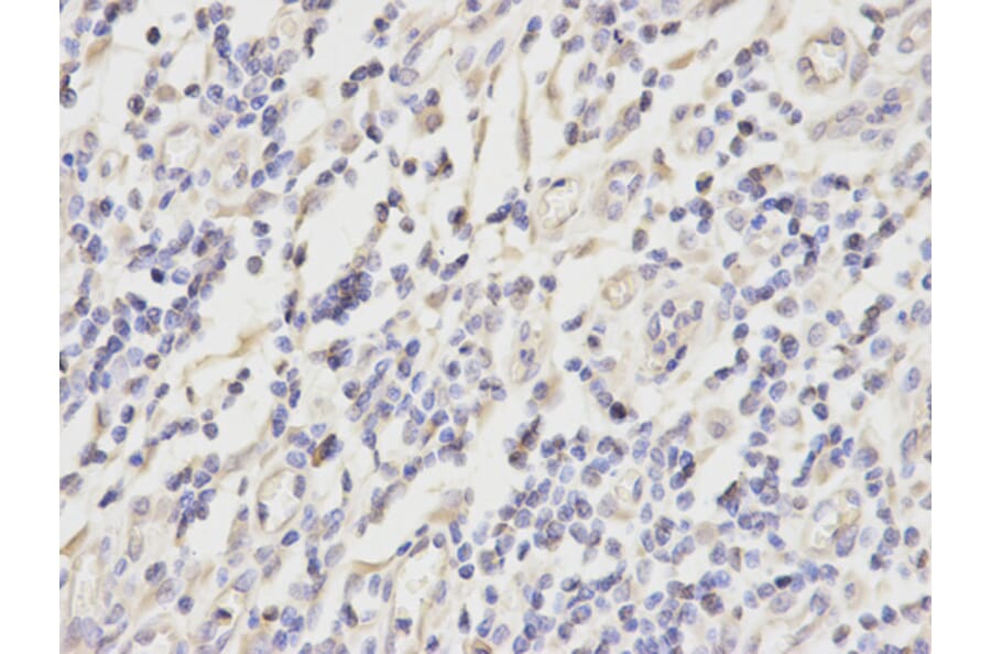 Anti-PRDX2 Antibody from Bioworld Technology (BS6744) - Antibodies.com