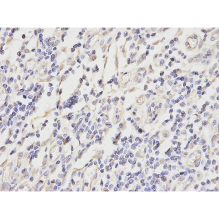 Anti-PRDX2 Antibody from Bioworld Technology (BS6744) - Antibodies.com
